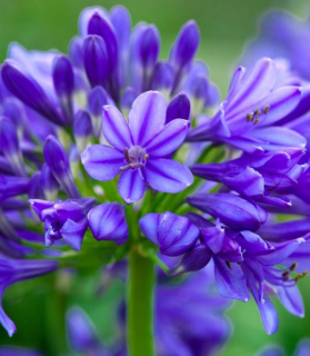 Agapanthus 'Brilliant Blue' ®